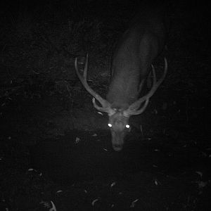 Sambar Deer Australia