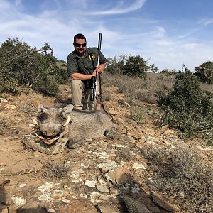 Hunting Warthog in South Africa