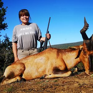 South Africa Hunting Red Hartebeest