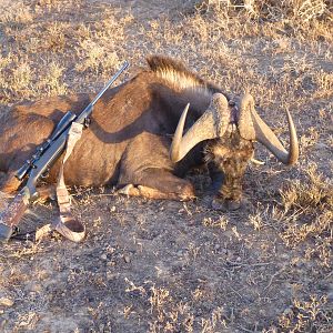 Black Wildebeest Hunt South Africa