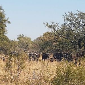 Herd of Cape Buffalo South Africa