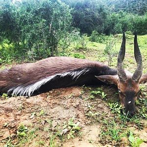 Handgun Hunt Bushbuck in South Africa