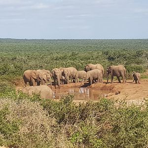 Elephant in Addo Elephant Park