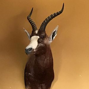 Blesbok Shoulder Mount Taxidermy