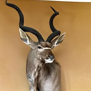 Kudu Shoulder Mount Taxidermy