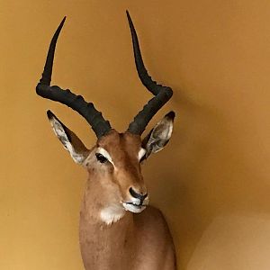 Impala Shoulder Mount Taxidermy