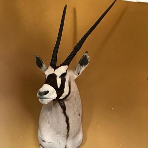 Gemsbok Shoulder Mount Taxidermy