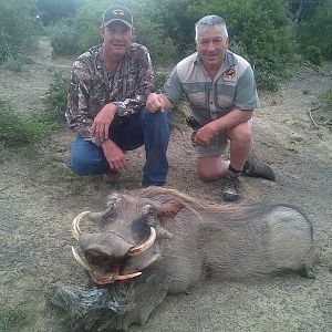 Hunting Warthog in South Africa