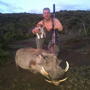 South Africa Hunt Warthog