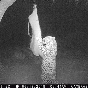 Leopard Trail Cam Pictures Namibia