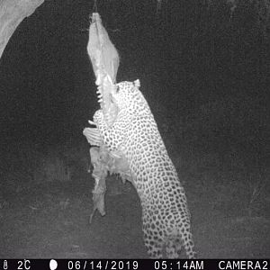 Namibia Trail Cam Pictures Leopard