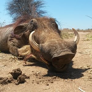 Hunting Warthog in South Africa