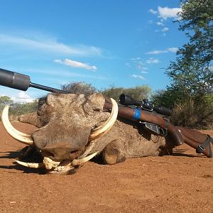 Warthog Hunting South Africa