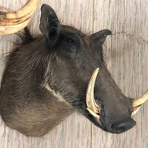 Warthog Shoulder Mount Taxidermy