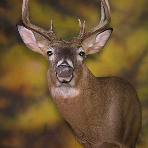 Whitetail Deer Shoulder Mount Taxidermy