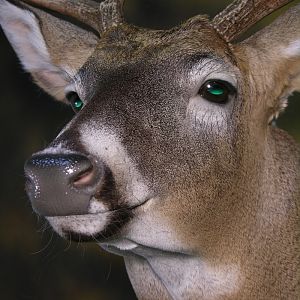 Whitetail Deer Shoulder Mount Taxidermy