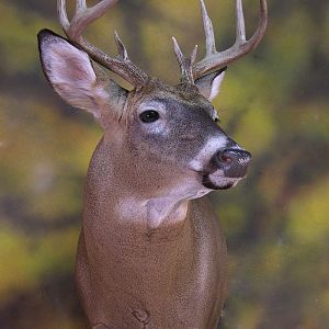 Whitetail Deer Shoulder Mount Taxidermy