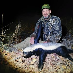 South Africa Hunting African Honey Badger