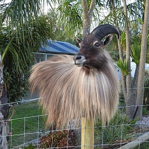 Bull Tahr Wall Pedestal Mount Taxidermy