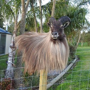 Bull Tahr Wall Pedestal Mount Taxidermy