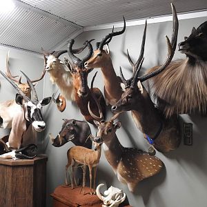 Trophy Room