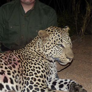 Zimbabwe Hunting Leopard