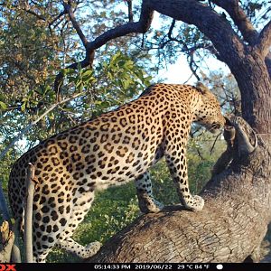 Trail Cam Pictures of Leopard in Namibia