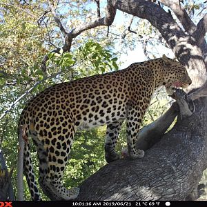 Leopard Trail Cam Pictures Namibia