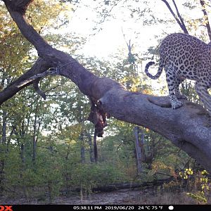 Trail Cam Pictures of Leopard in Namibia