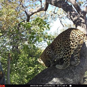 Leopard Trail Cam Pictures Namibia