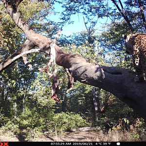 Namibia Trail Cam Pictures Leopard