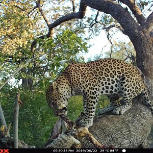 Trail Cam Pictures of Leopard in Namibia