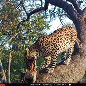 Namibia Trail Cam Pictures Leopard