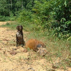 Gabonese Bushpig Hunting Gabon