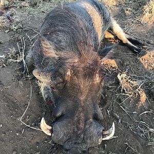 South Africa Hunting Warthog