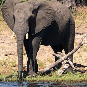 Elephant Zimbabwe