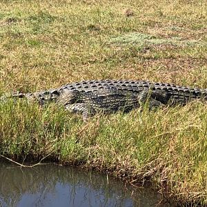 Crocodile Zimbabwe