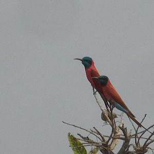 Northern Carmine Bee-eater Cameroon