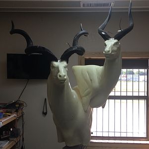 Kudu & Nyala Shoulder Mount Pedestal Taxidermy Process