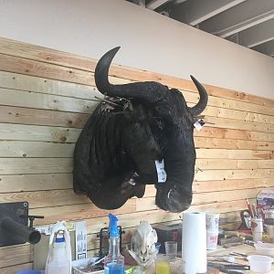 Blue WIldebeest Shoulder Mount Pedestal Taxidermy Process