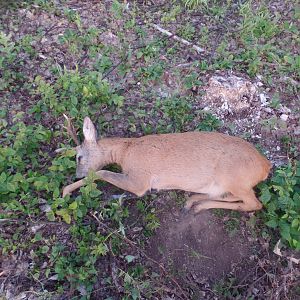 Roe Deer Hunting Hungary