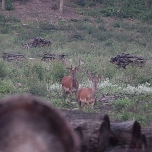 Red Deer Hungary