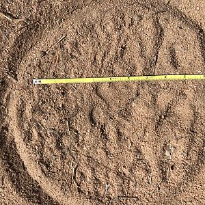 Elephant Track Zimbabwe