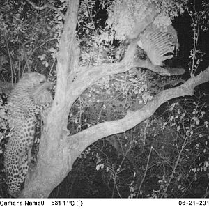 Trail Cam Pictures of Leopard in Zimbabwe