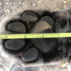 Leopard Paw Zimbabwe