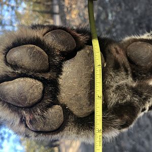 Leopard Paw Zimbabwe