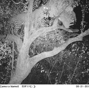 Trail Cam Pictures of Leopard in Zimbabwe