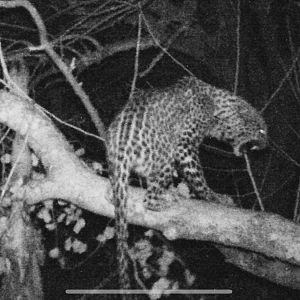 Leopard Trail Cam Pictures Zimbabwe