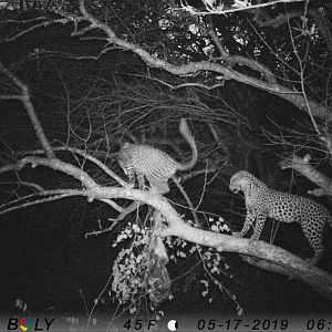 Zimbabwe Trail Cam Pictures Leopard