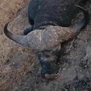 Namibia Hunting Cape Buffalo